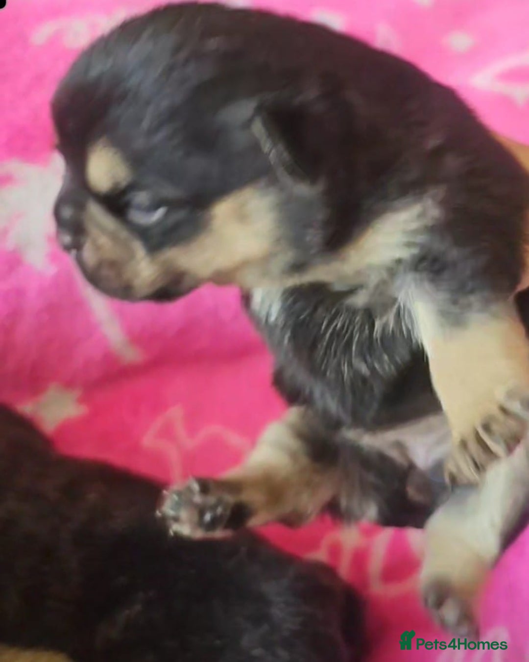 French Bulldog dogs for sale: Beautiful French Bulldogs  - Image 5
