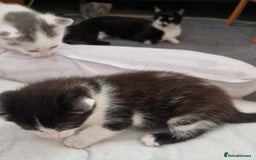 Domestic Shorthair cats for sale: 4 beautiful kittens, ready to go 2nd September  - Image 6