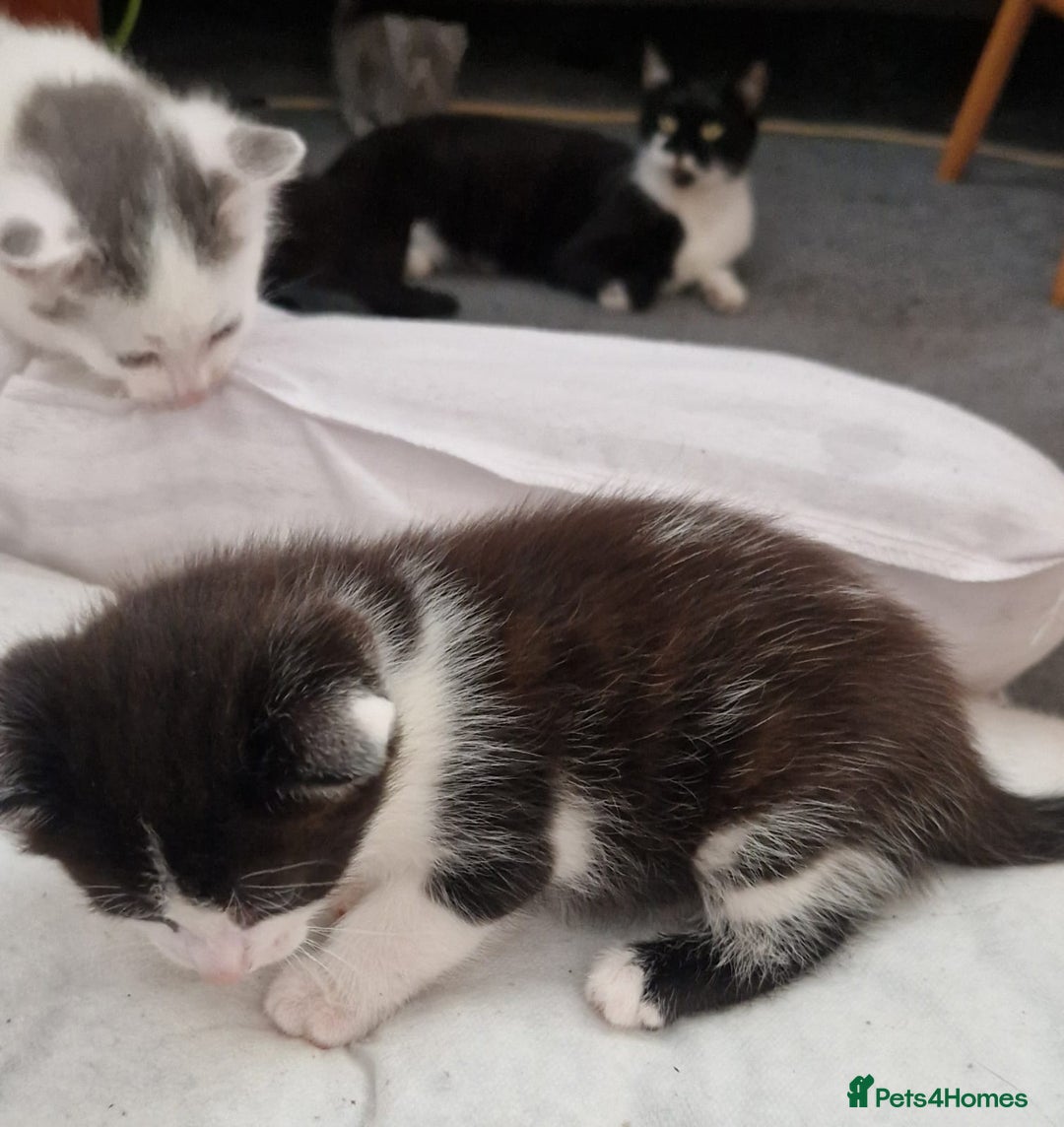 Domestic Shorthair cats for sale: 4 beautiful kittens, ready to go 2nd September  - Image 6
