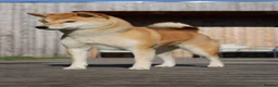 Japanese Shiba Inu dogs for sale: Cream Japanese Shiba Inu male  in London - Advert 9