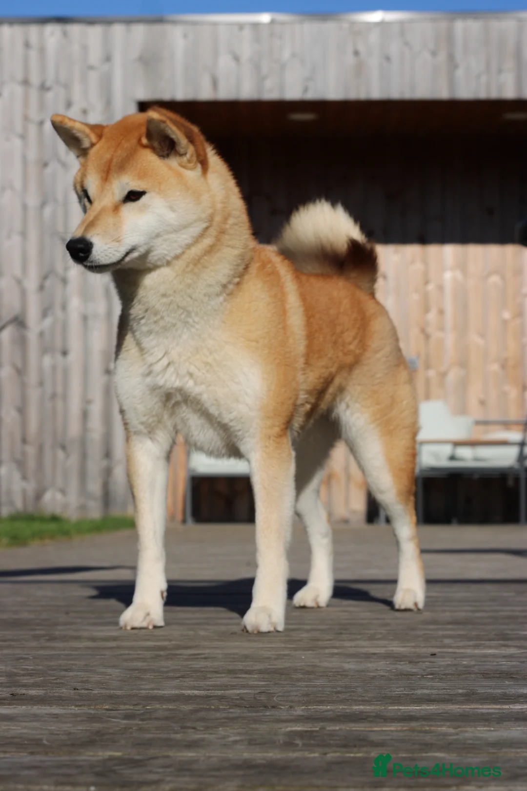 Japanese Shiba Inu dogs for sale: Cream Japanese Shiba Inu male  in London - Advert 9