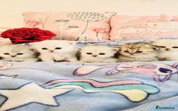 Persian cats for sale: Pure chinchilla Persian  - Image 1