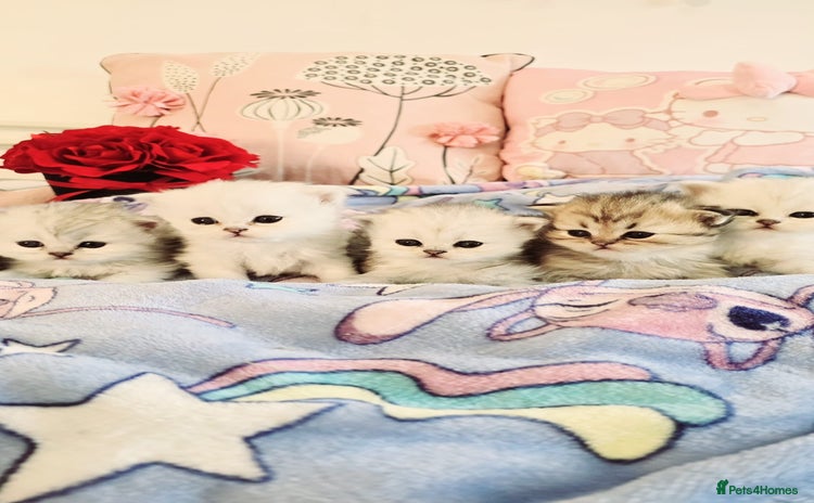 Persian cats - Advert 2
