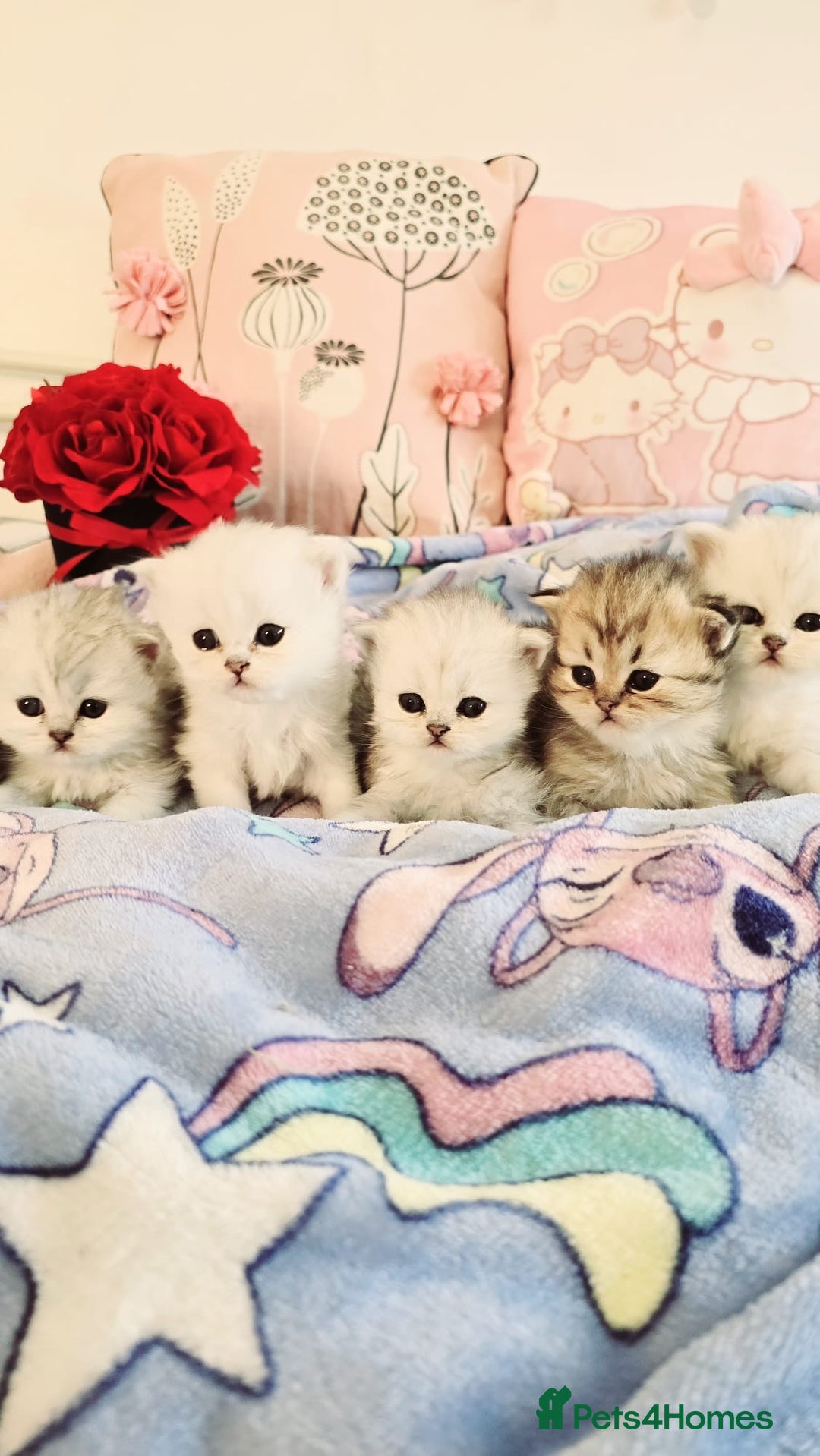 Persian cats for sale: Pure chinchilla Persian  - Image 1
