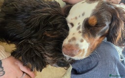 Cocker Spaniel dogs for sale: Now sold  - Image 1