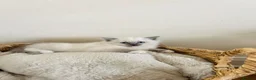 Ragdoll cats for sale: Ragdoll kittens - Advert 13