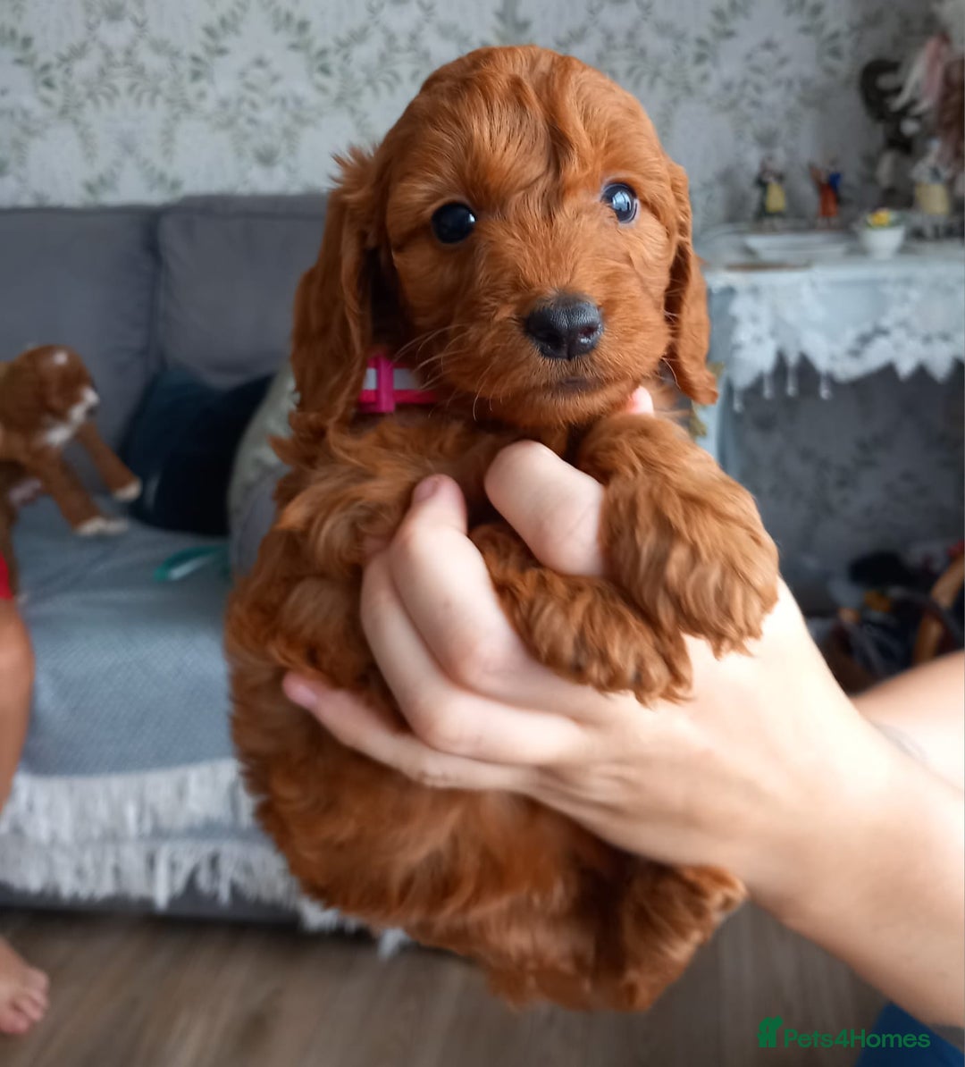 Cockapoo dogs for sale: Red cockapoo puppies - Image 19