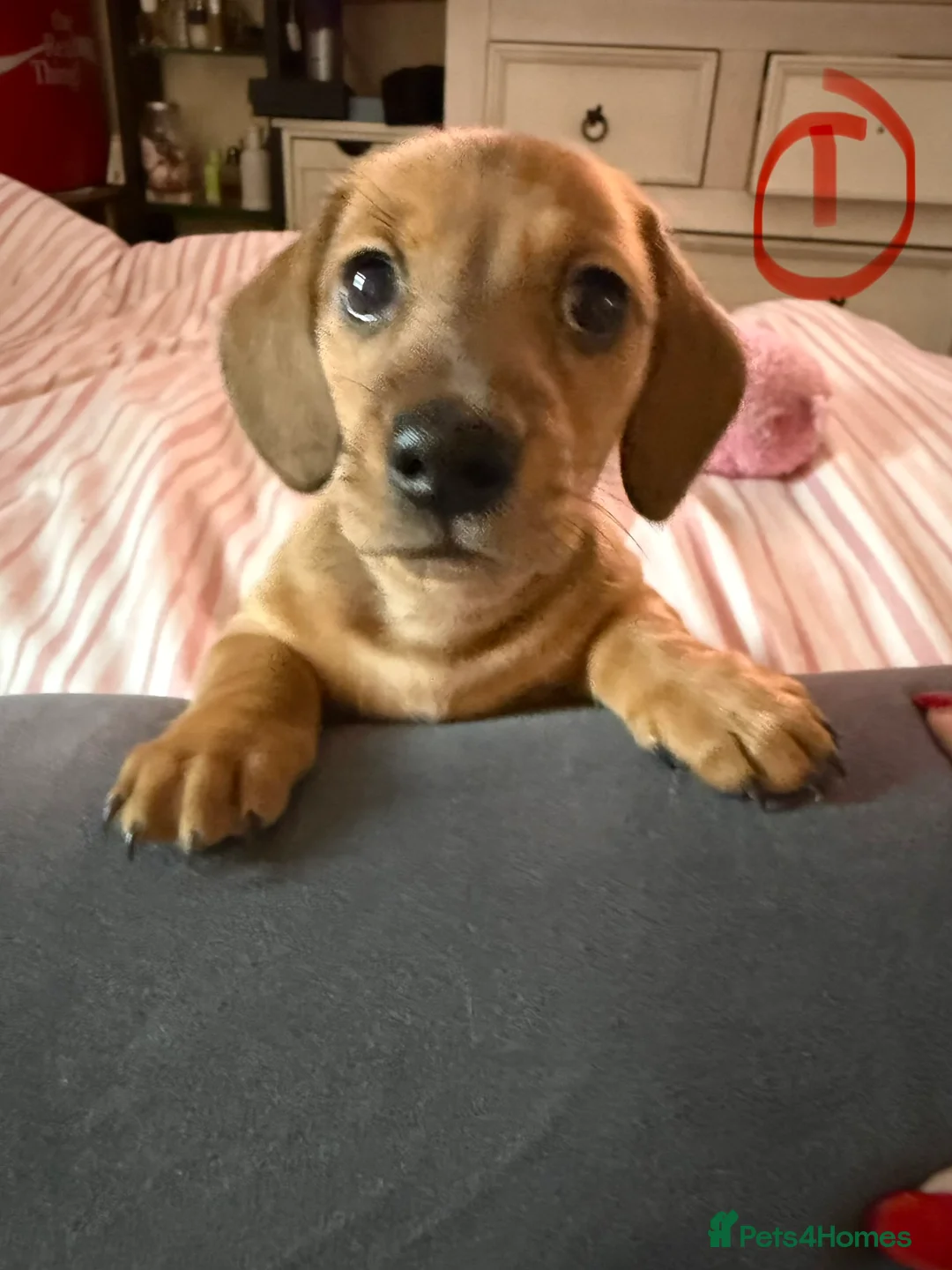 Miniature Dachshund dogs for sale: Beautiful miniature dachshund - Advert 9