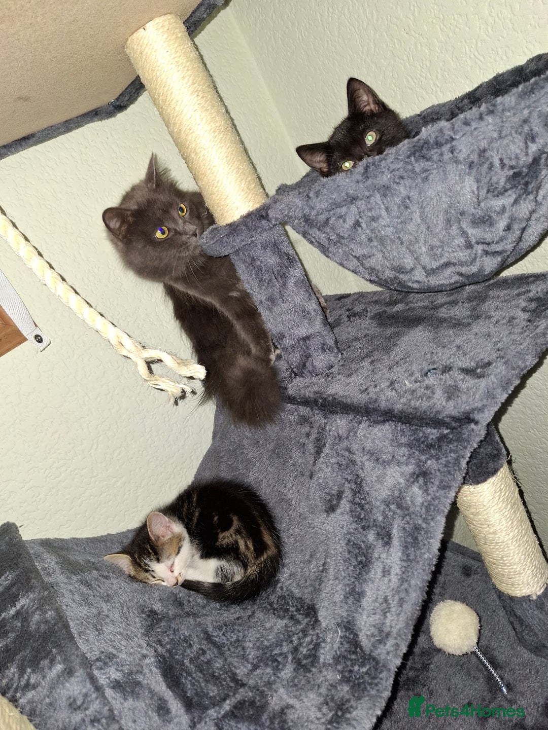 Mixed Breed cats for sale: 2 black and 1 tabby kitten. - Image 1
