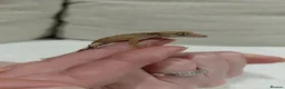 Gecko reptiles for sale: Crested gecko with full bio set up - Advert 15