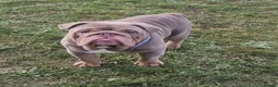 English Bulldog dogs for stud: Kc registered Lilac &tan BUlldog for STUD - Advert 4