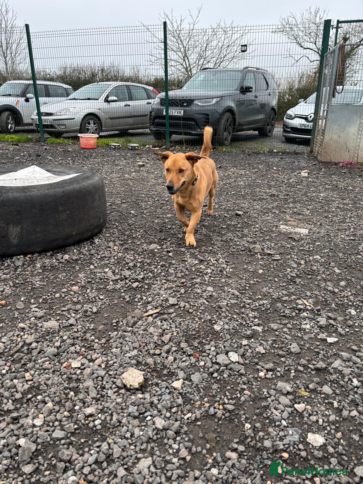 Mixed Breed dogs for adoption: Stevie 💙 - Advert 6