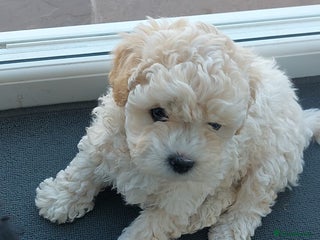 Chipoo dogs - Advert 2