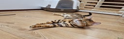 Bengal cats for stud: Bengal cat for stud, Calvin. in Peterborough - Advert 27