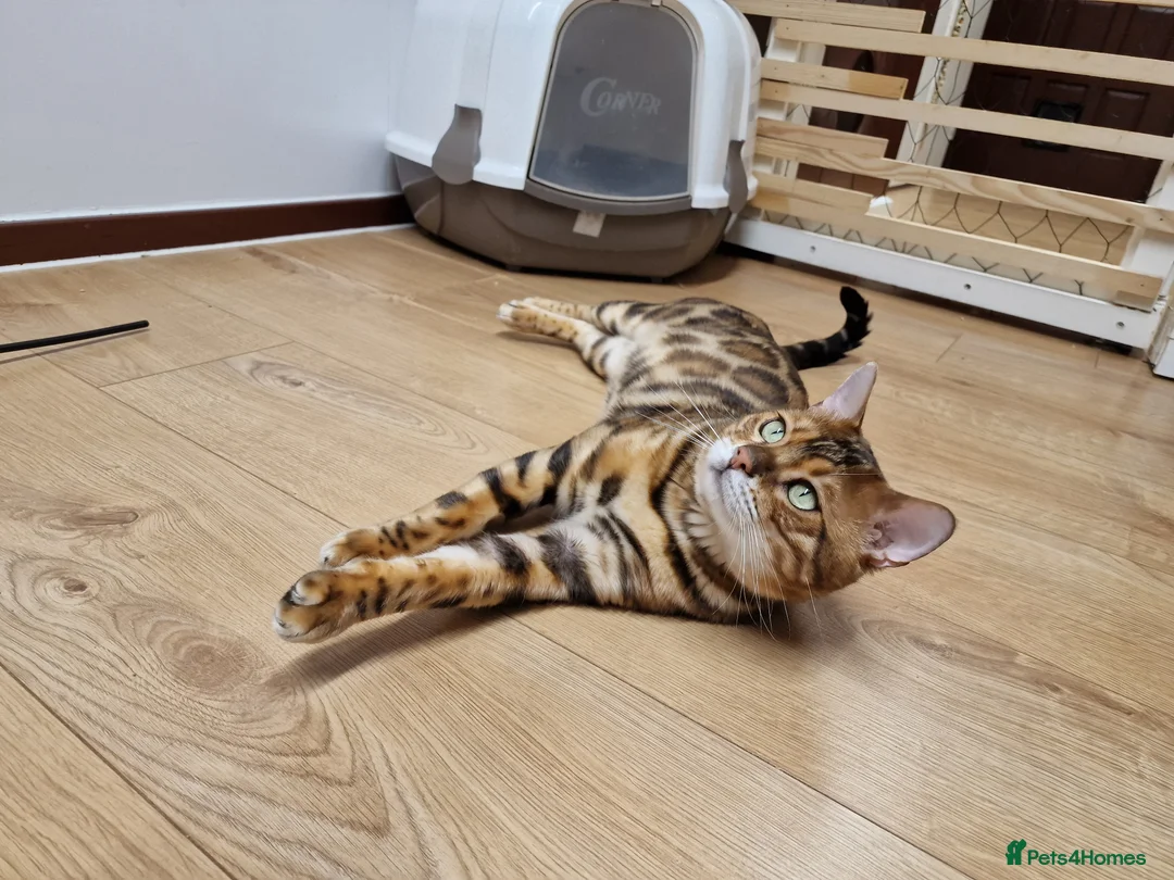 Bengal cats for stud: Bengal cat for stud, Calvin. in Peterborough - Advert 28