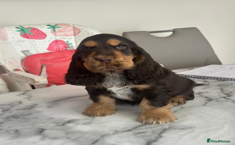 Cocker Spaniel dogs - Advert 3