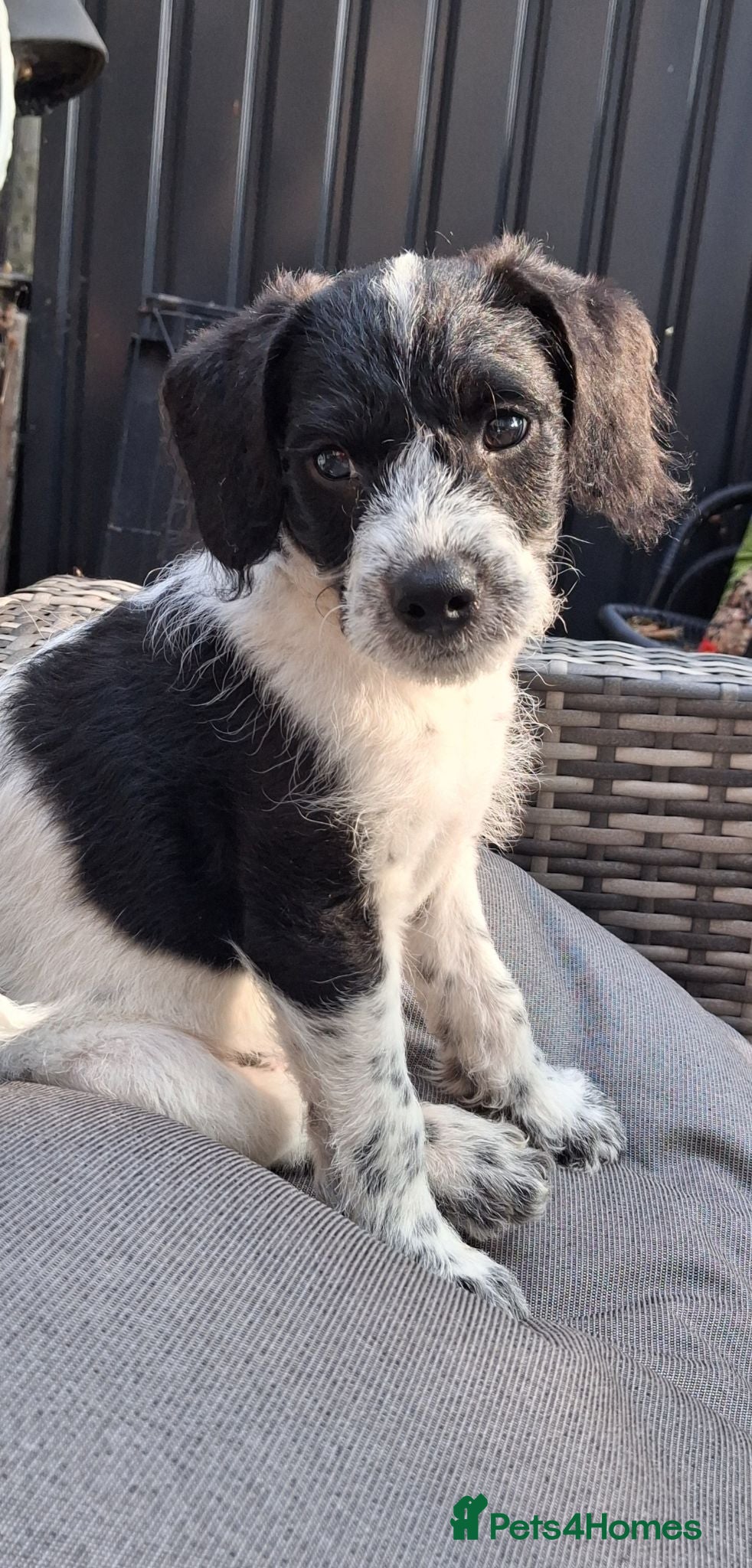 Chipoo dogs Two loving boys, RTL, miniature poodle cross. - Advert 1