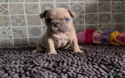 Mixed Breed dogs for sale: Staffie/Frenchie pups - Image 15