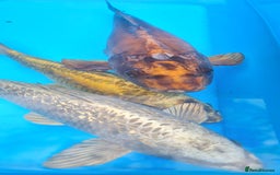 Goldfish fish for sale: GOLDFISH KOI CARP GHOST CARP BUTTERFLY KOI FISH - Image 9
