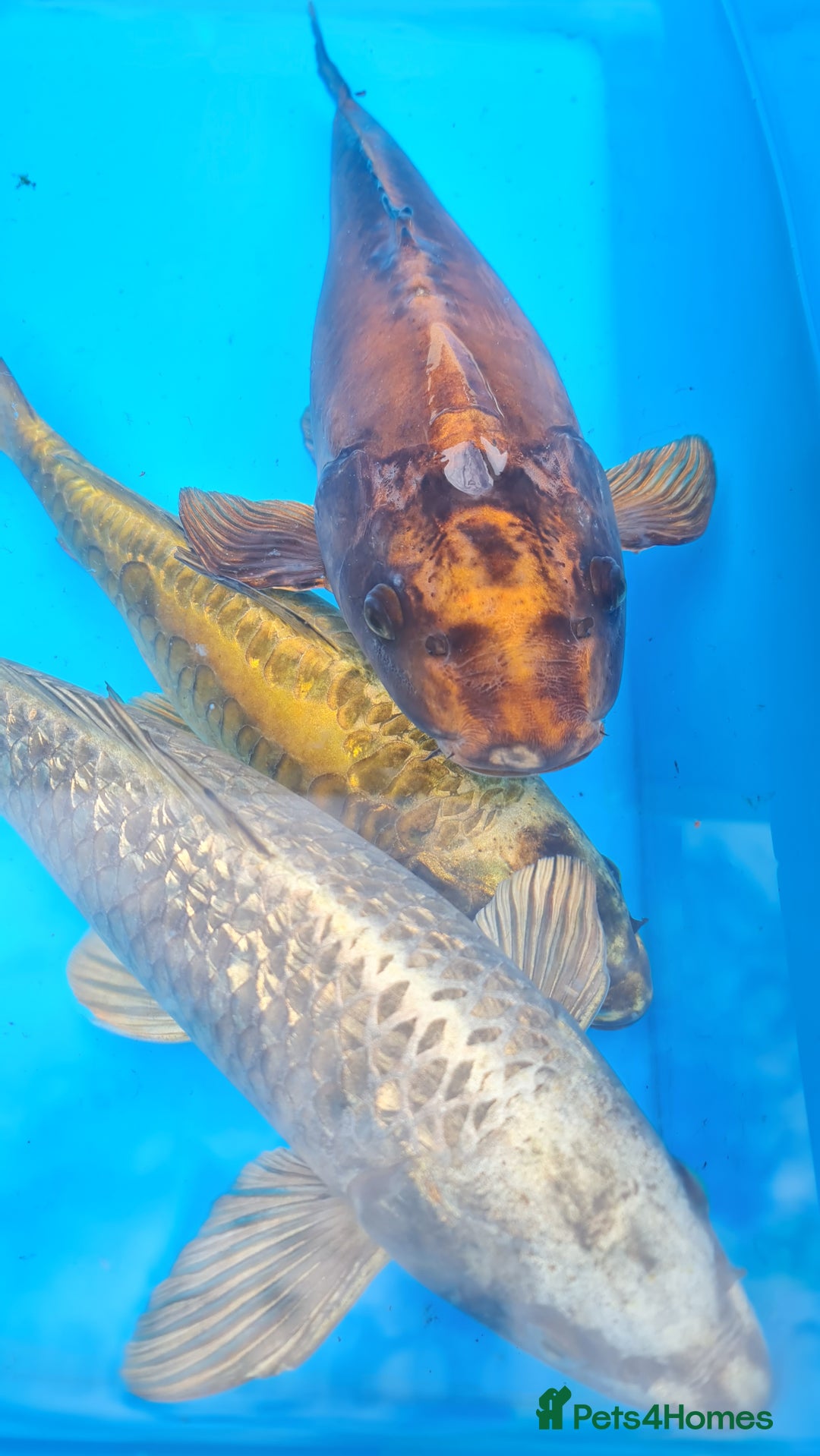 Goldfish fish for sale: GOLDFISH KOI CARP GHOST CARP BUTTERFLY KOI FISH - Image 9