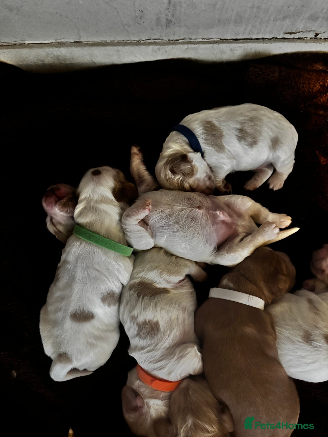 Cocker Spaniel dogs for sale: COME AND MEET US NOW Outstanding  show type - Image 15
