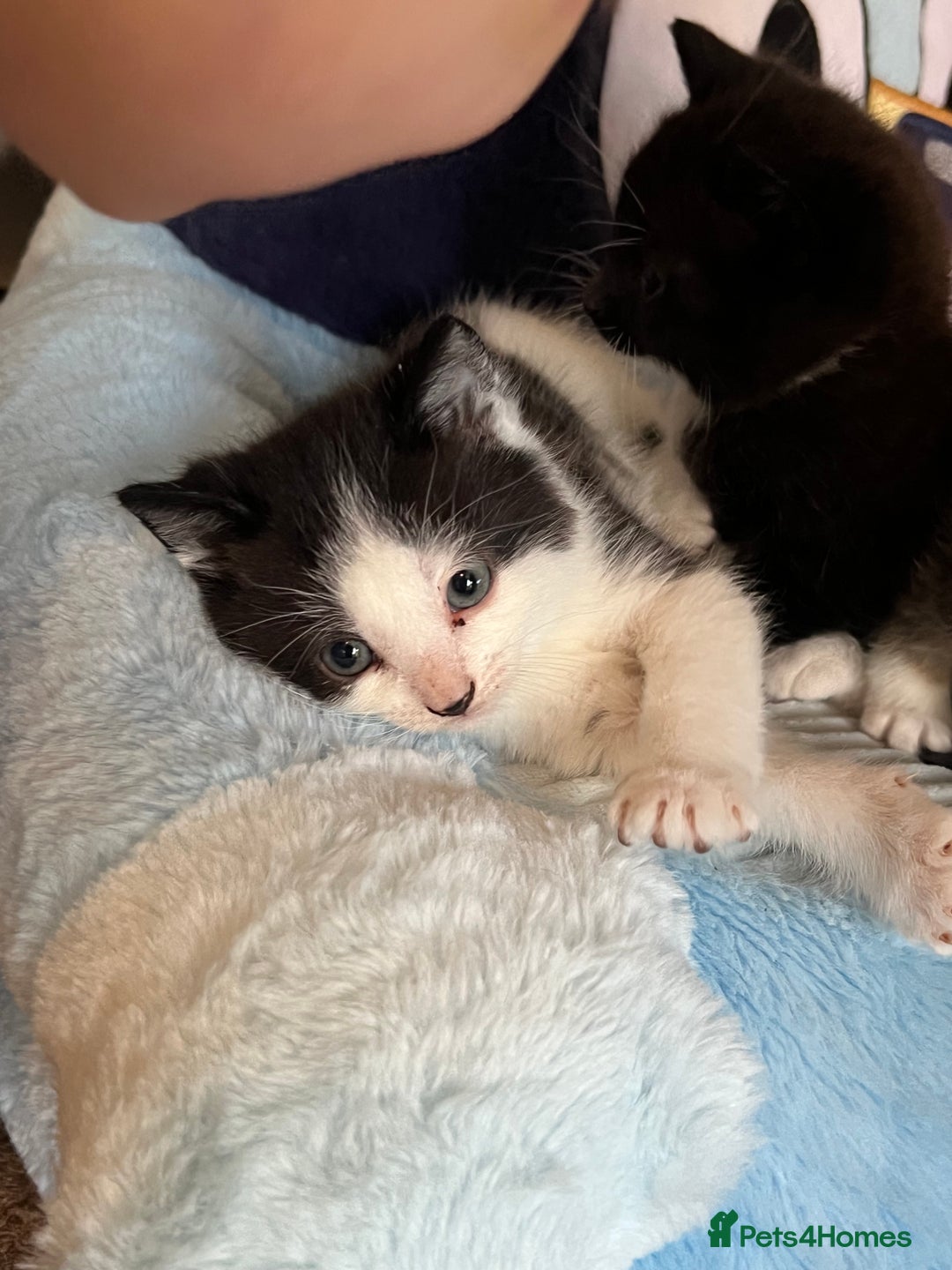 Mixed Breed cats for sale: Kittens - Advert 5