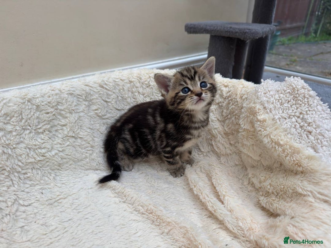 Mixed Breed cats for sale: Adorable Kittens Ready for Loving Homes - Image 5