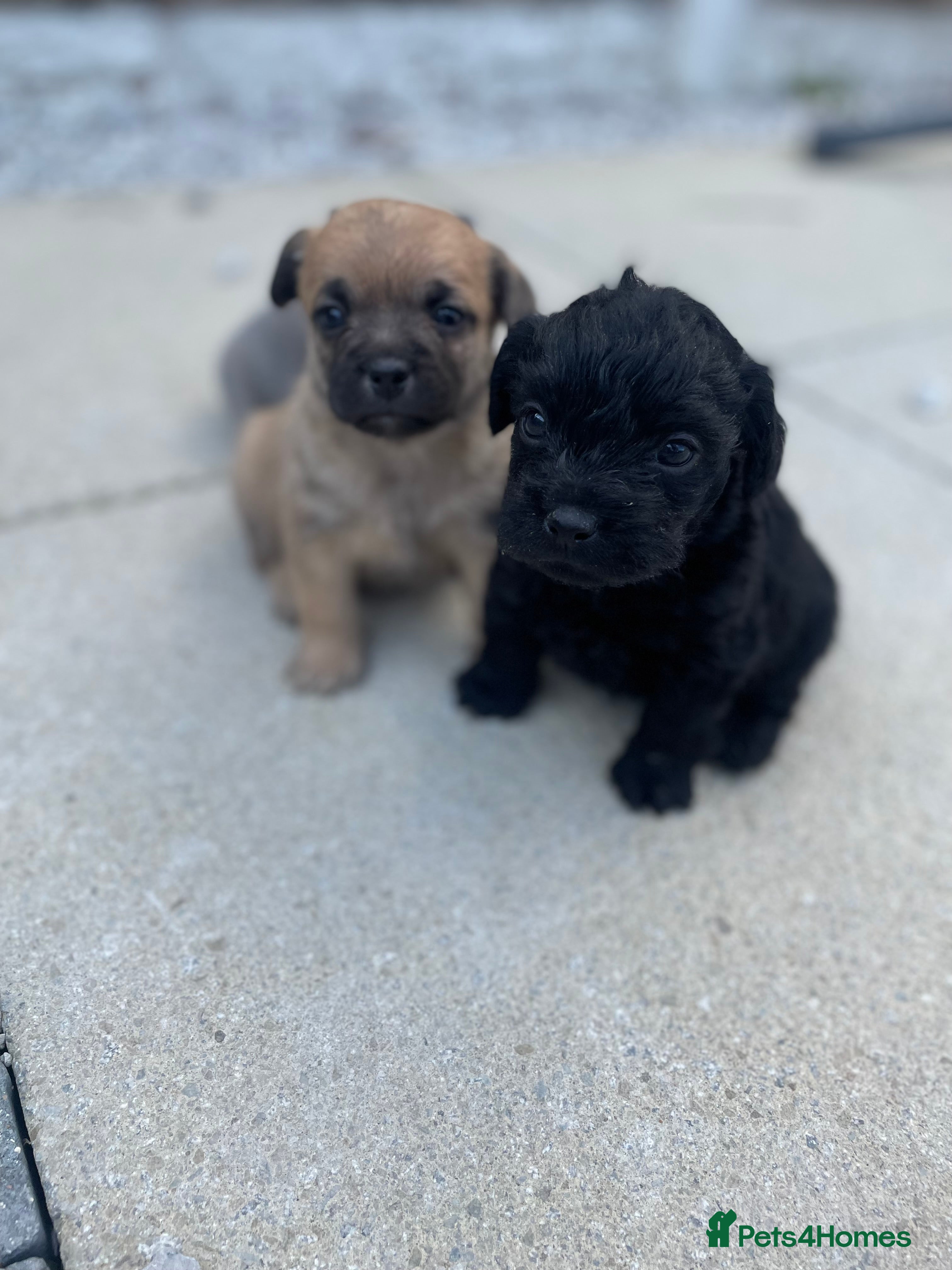Mixed Breed dogs Adorable Frenchie-Poodle  **  Pups for Sale! - Advert 1