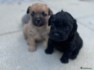 Mixed Breed dogs Adorable Frenchie-Poodle ** Pups for Sale! - Advert 2