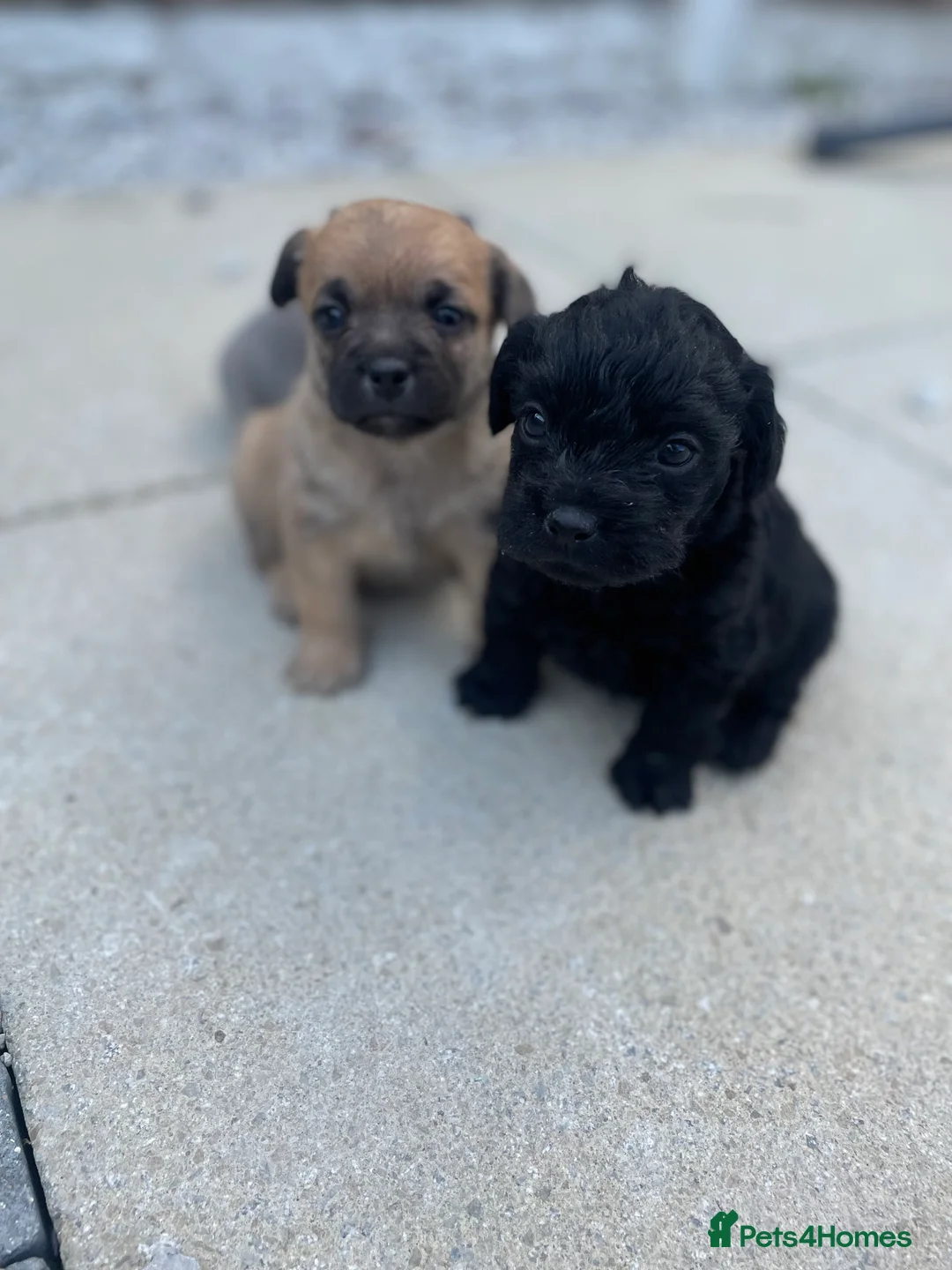Mixed Breed dogs for sale: Adorable Frenchie-Poodle  **last male  - Advert 2
