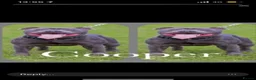 Staffordshire Bull Terrier dogs for stud: Aqua chop SPENCE🩸A SUPERB CH VALGLO BLOODLINE🩸 - Advert 18