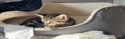 Mixed Breed cats for sale: Male kittens  - Advert 3
