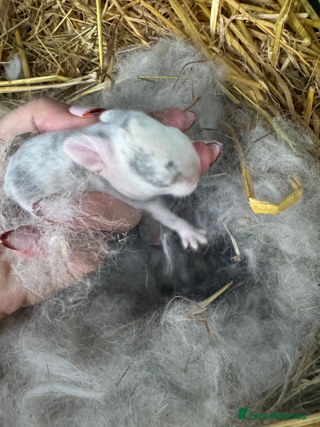 Mini Lop rabbits for sale: ✨ Beautiful Lops ✨  - Advert 16