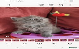 Scottish Fold cats for sale: Beautiful Scottishsh fold kittens  - Image 1