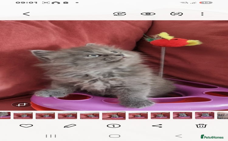 Scottish Fold cats - Advert 14