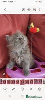 Scottish Fold cats - Advert 1