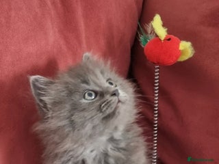 Scottish Fold cats - Advert 3