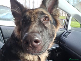 German Shepherd dogs - Advert 20