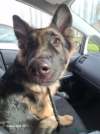 German Shepherd dogs - Advert 32