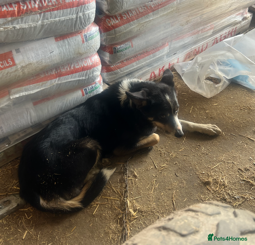 Border Collie dogs Border Collie Pups - Advert 1