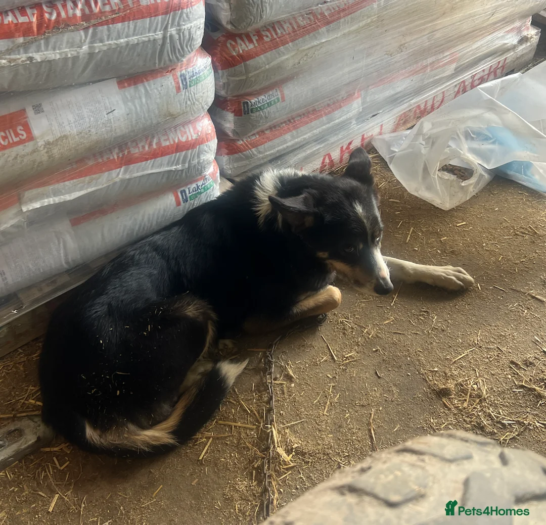 Border Collie dogs for sale: Border Collie Pups in Magherafelt - Advert 1