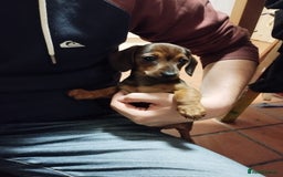 Miniature Dachshund dogs for sale: Excellent bloodlines mini smooth hair dachshunds  - Image 12