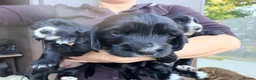Cocker Spaniel dogs for sale: Cocker spaniel pups in Fordingbridge - Advert 12