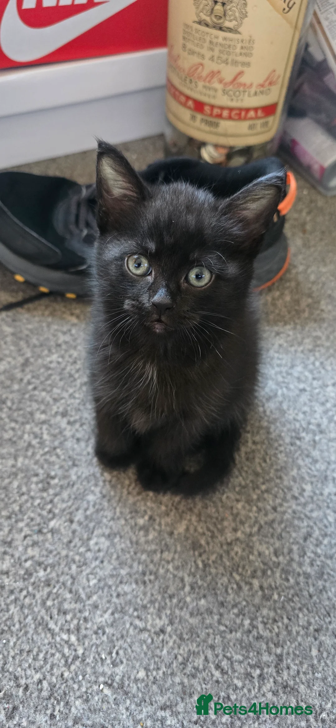 British Longhair cats for sale: Gorgeous black female kitten  - Advert 7