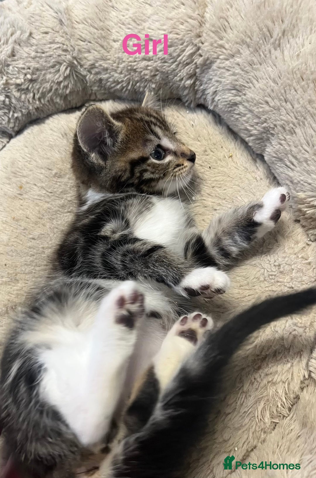 Mixed Breed cats for sale: 🐾 5 Stunning Boy & Girl Kittens  - Advert 18