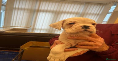 Boxer dogs - Advert 4