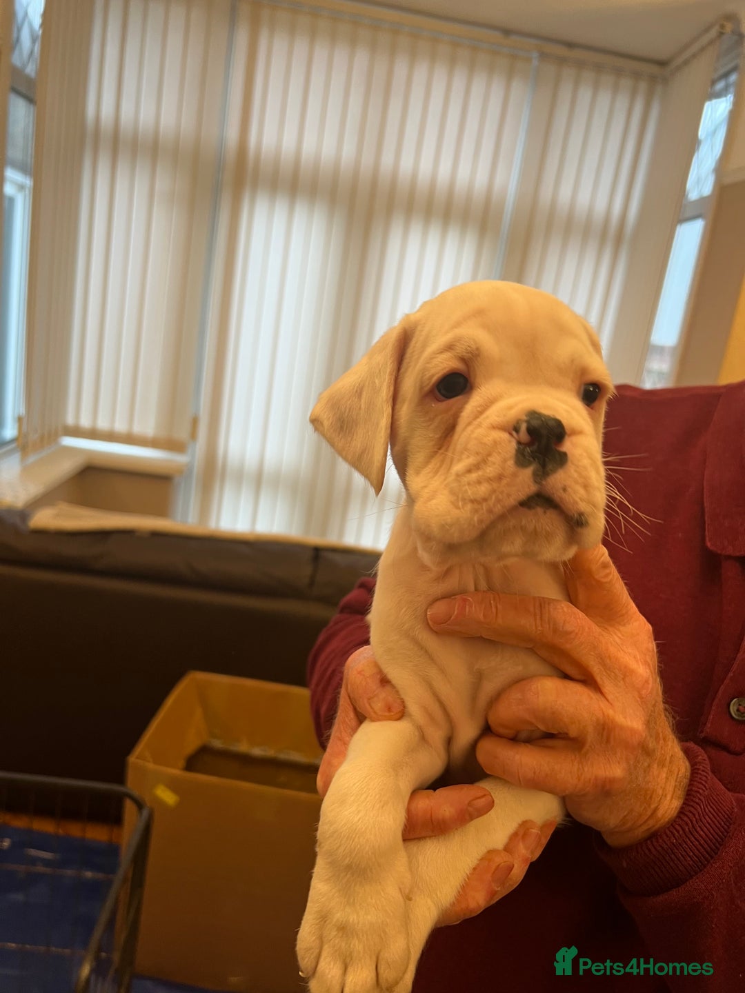 Boxer dogs for sale: Bobtail Boy from Health Tested Parents  - Image 3
