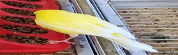Canaries birds for sale: Beautiful canaries - Advert 4