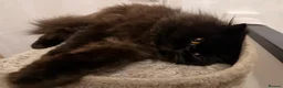 Persian cats for sale: Black Persian Cat  - Advert 3