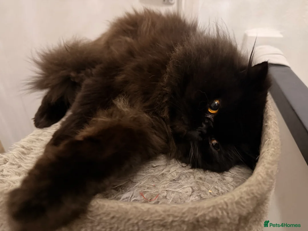 Persian cats for sale: Black Persian Cat  - Advert 3
